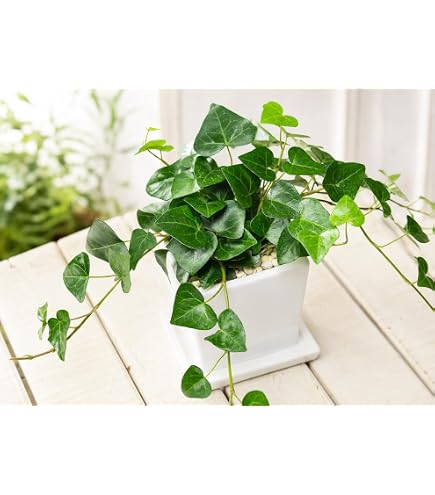 Amazon.co.jp: ヘデラ：カナリエンシス（オカメヅタ）斑入り3.5号